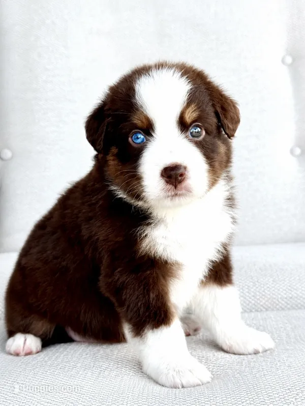 Ollie – Australian Shepherd puppy for sale in Baldwin, GA