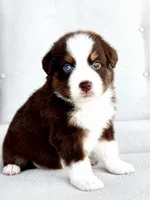 Ollie, a male Australian Shepherd for sale in Baldwin, GA – 1 of 5