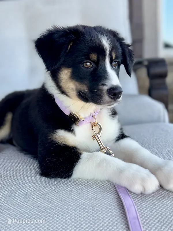 Blakeley – Australian Shepherd puppy for sale in Baldwin, GA