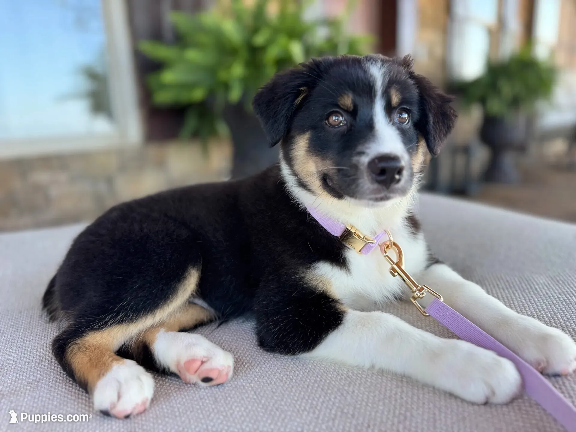 Blakeley, a female Australian Shepherd for sale in Baldwin, GA – 4 of 10