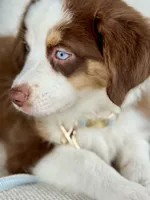 Oakley, a male Australian Shepherd for sale in Baldwin, GA – 4 of 9