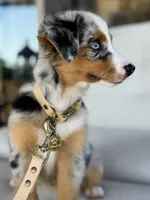 Hazle, a female Australian Shepherd for sale in Baldwin, GA – 7 of 8