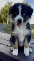 Lilly, a female Australian Shepherd for sale in Baldwin, GA – 2 of 6
