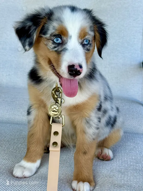 Hazle – Australian Shepherd puppy for sale in Baldwin, GA