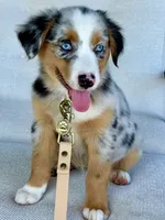 Hazle, a female Australian Shepherd for sale in Baldwin, GA – 1 of 8