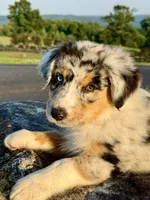 Captain, a male Australian Shepherd for sale in Baldwin, GA – 6 of 7