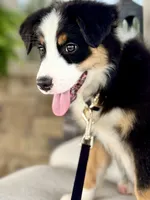 Bennett , a male Australian Shepherd for sale in Baldwin, GA – 4 of 7