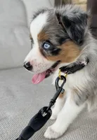 Roxie, a female Australian Shepherd for sale in Baldwin, GA – 3 of 10