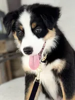 Bennett , a male Australian Shepherd for sale in Baldwin, GA – 3 of 7