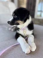 Blakeley, a female Australian Shepherd for sale in Baldwin, GA – 7 of 10
