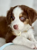 Oakley, a male Australian Shepherd for sale in Baldwin, GA – 5 of 9