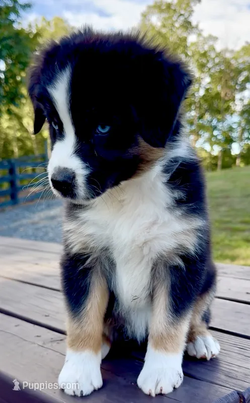 Lilly – Australian Shepherd puppy for sale in Baldwin, GA