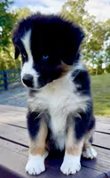 Lilly, a female Australian Shepherd for sale in Baldwin, GA – 3 of 6