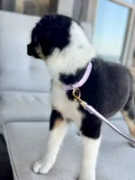 Blakeley, a female Australian Shepherd for sale in Baldwin, GA – 6 of 10