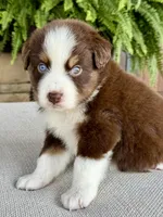 Ollie, a male Australian Shepherd for sale in Baldwin, GA – 5 of 5