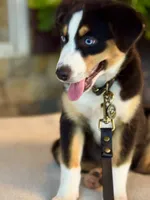 Stella , a female Australian Shepherd for sale in Baldwin, GA – 4 of 10
