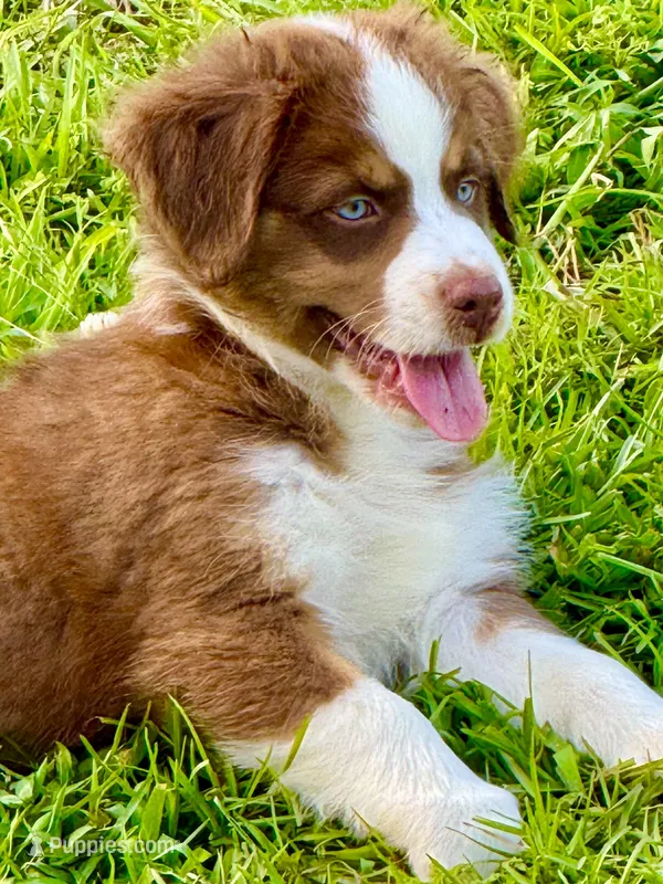 Hudson – Australian Shepherd puppy for sale in Baldwin, GA