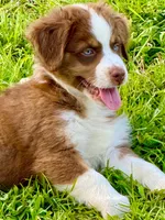 Hudson, a male Australian Shepherd for sale in Baldwin, GA – 1 of 4