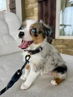Roxie, a female Australian Shepherd for sale in Baldwin, GA – 6 of 10