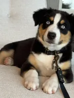 Stella , a female Australian Shepherd for sale in Baldwin, GA – 6 of 10