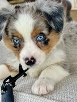 Roxie, a female Australian Shepherd for sale in Baldwin, GA – 5 of 10