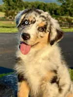 Captain, a male Australian Shepherd for sale in Baldwin, GA – 7 of 7