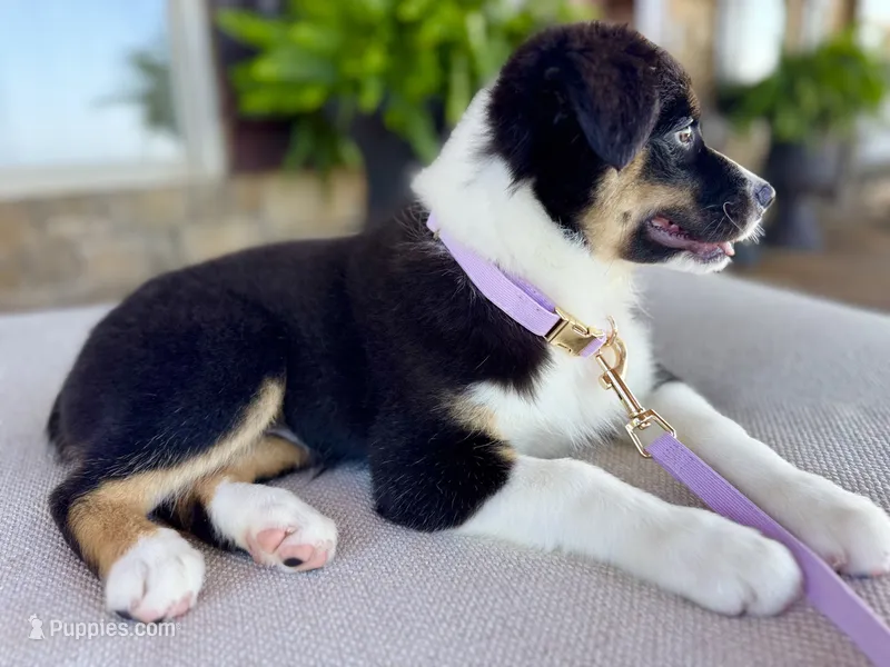 Blakeley – Australian Shepherd puppy for sale in Baldwin, GA