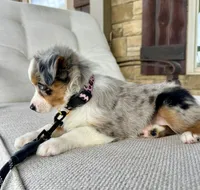 Roxie, a female Australian Shepherd for sale in Baldwin, GA – 7 of 10