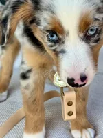 Hazle, a female Australian Shepherd for sale in Baldwin, GA – 6 of 8