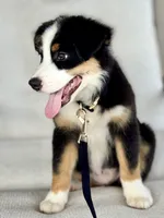 Bennett , a male Australian Shepherd for sale in Baldwin, GA – 5 of 7