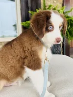 Oakley, a male Australian Shepherd for sale in Baldwin, GA – 9 of 9