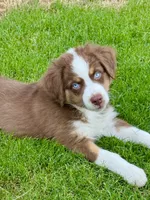Hudson, a male Australian Shepherd for sale in Baldwin, GA – 3 of 4