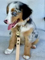 Hazle, a female Australian Shepherd for sale in Baldwin, GA – 3 of 8