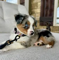 Roxie, a female Australian Shepherd for sale in Baldwin, GA – 4 of 10