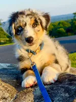 Captain, a male Australian Shepherd for sale in Baldwin, GA – 5 of 7