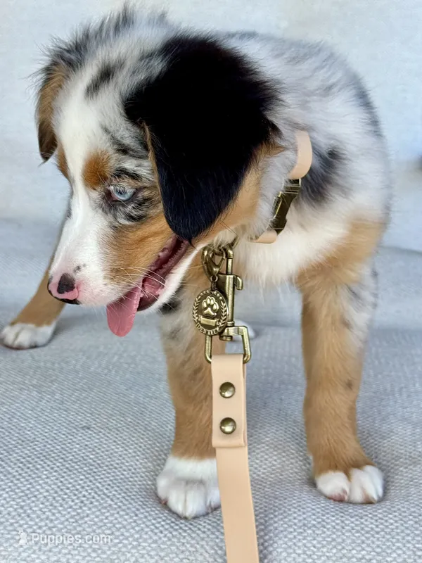 Hazle – Australian Shepherd puppy for sale in Baldwin, GA