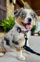 Roxie, a female Australian Shepherd for sale in Baldwin, GA – 1 of 10
