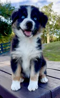 Lilly, a female Australian Shepherd for sale in Baldwin, GA – 4 of 6