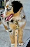 Hazle, a female Australian Shepherd for sale in Baldwin, GA – 5 of 8