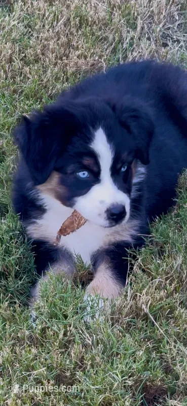 Lilly – Australian Shepherd puppy for sale in Baldwin, GA