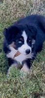 Lilly, a female Australian Shepherd for sale in Baldwin, GA – 1 of 6