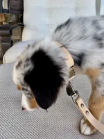 Hazle, a female Australian Shepherd for sale in Baldwin, GA – 4 of 8