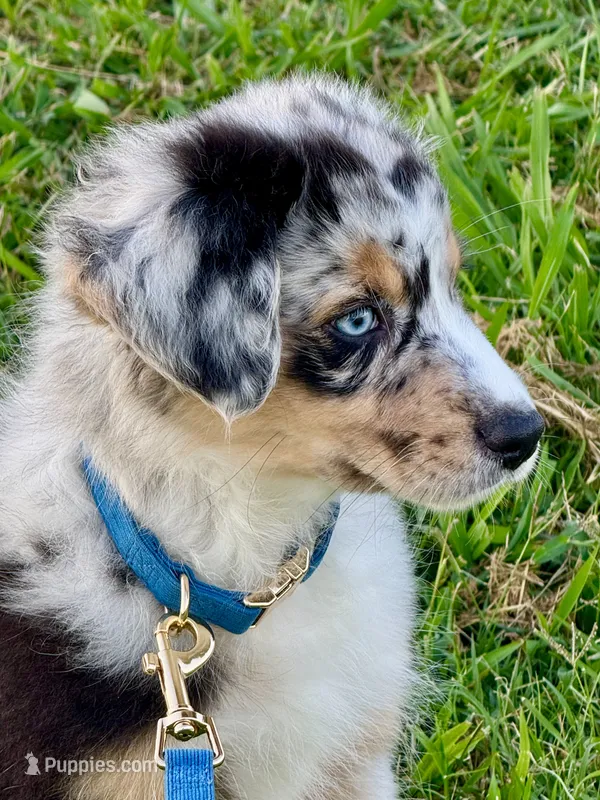 Captain – Australian Shepherd puppy for sale in Baldwin, GA