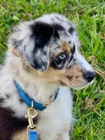 Captain, a male Australian Shepherd for sale in Baldwin, GA – 4 of 7