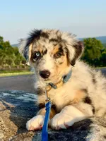 Captain, a male Australian Shepherd for sale in Baldwin, GA – 3 of 7