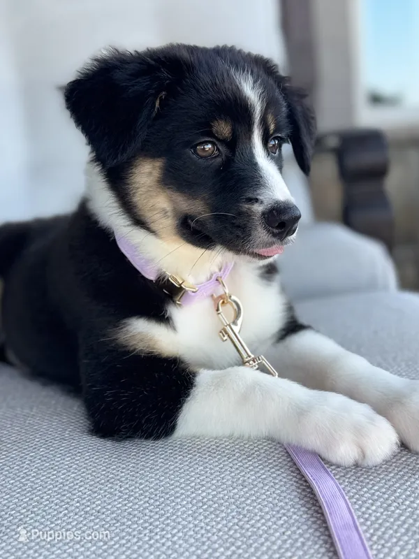Blakeley – Australian Shepherd puppy for sale in Baldwin, GA