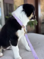 Blakeley, a female Australian Shepherd for sale in Baldwin, GA – 4 of 10