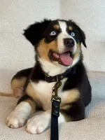 Stella , a female Australian Shepherd for sale in Baldwin, GA – 3 of 10