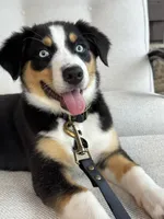 Stella , a female Australian Shepherd for sale in Baldwin, GA – 7 of 10