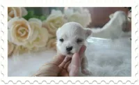 Tiny Christy, a female Maltese for sale in Calhoun, GA – 1 of 6